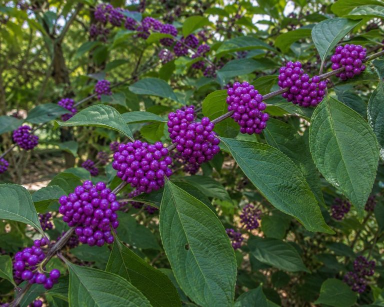 American beautyberry (Callicarpa americana) branch with clusters of vivid purple-magenta berries, a Lowcountry native shrub for shade