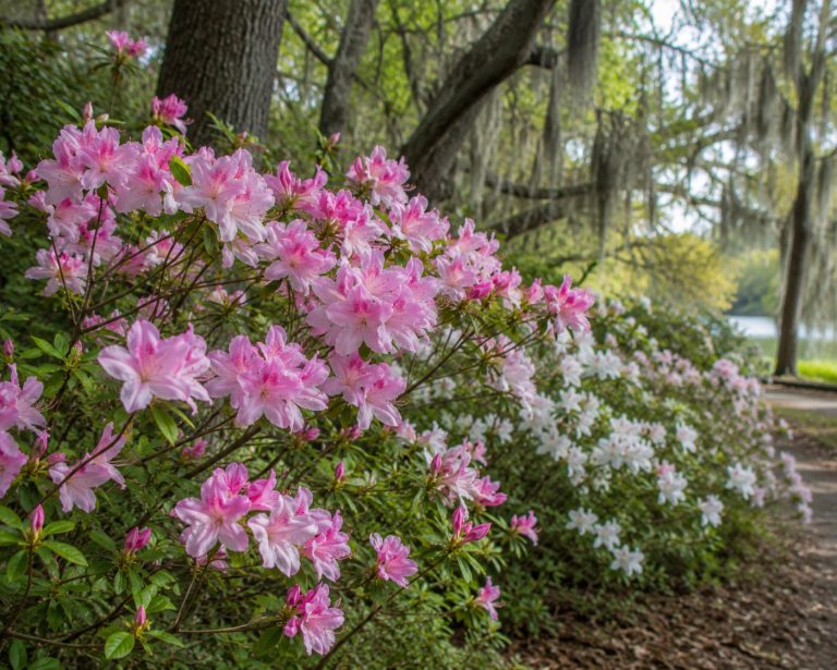 Native azaleas (Rhododendron species) blooming pink and white beneath live oaks draped in Spanish moss in a Lowcountry woodland
