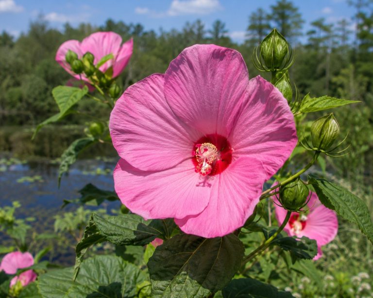 Swamp rose mallow (Hibiscus moscheutos) with large dinner-plate pink flowers and a crimson throat at a pond edge, a Lowcountry native for wet areas