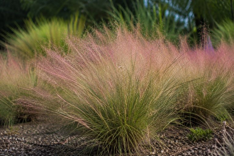 Sweetgrass (Muhlenbergia filipes) with delicate pink flower plumes, the Lowcountry native used in Gullah Geechee basket weaving