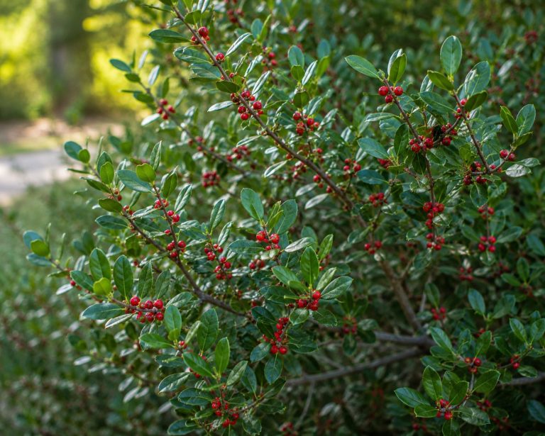 Yaupon holly (Ilex vomitoria) branches with glossy green leaves and bright red berries, a salt-tolerant Lowcountry native shrub