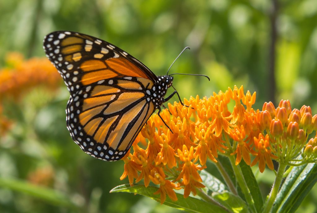 Monarch butterfly on orange butterfly weed (Asclepias tuberosa), a native milkweed for South Carolina gardens